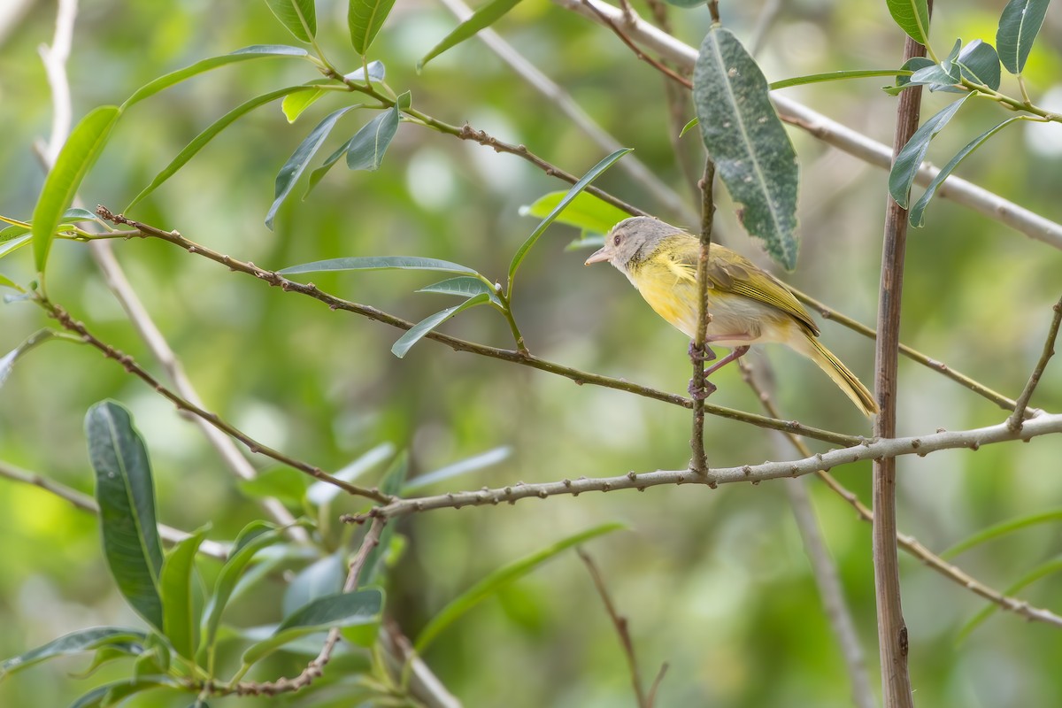 Ashy-headed Greenlet - ML646257523