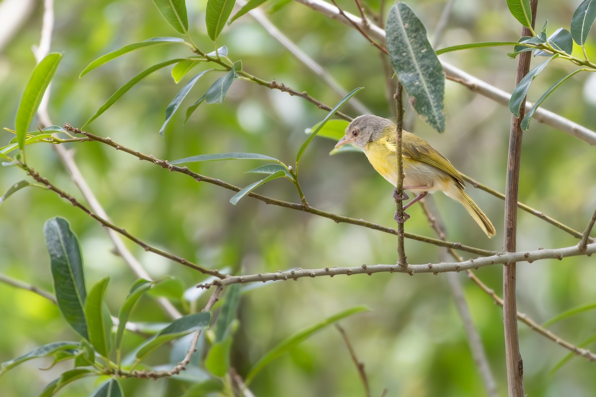 Ashy-headed Greenlet - ML646257524