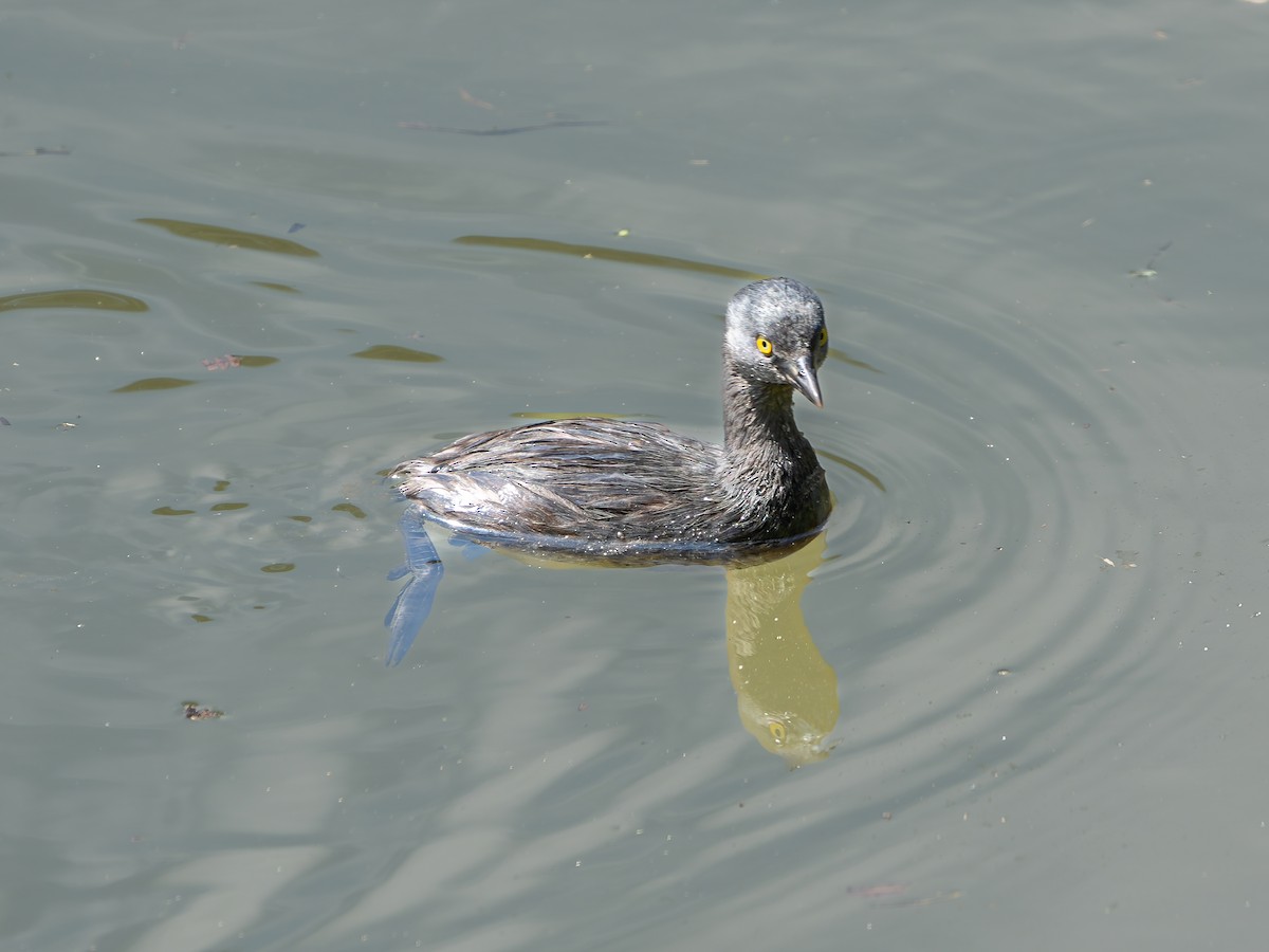 Least Grebe - ML646257526