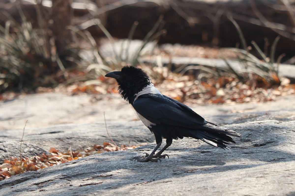 Pied Crow - ML646257535