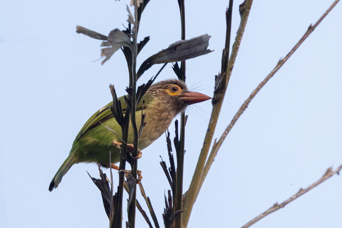 Brown-headed Barbet - ML646257539