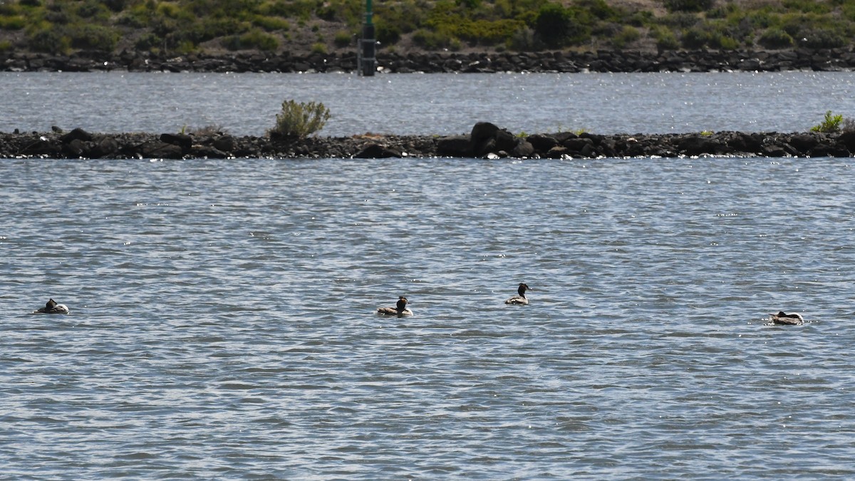 Haubentaucher - ML646257541