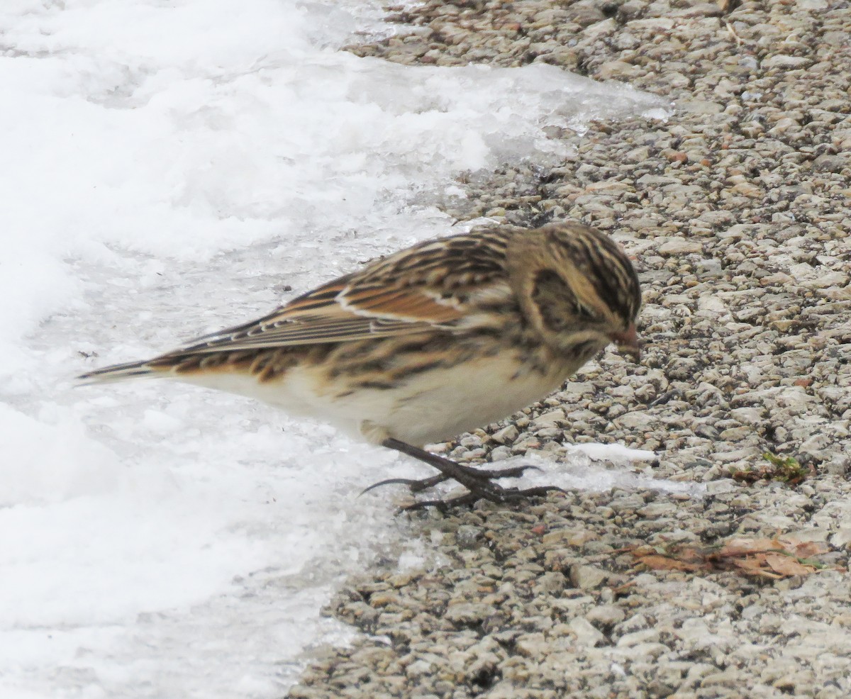 Spornammer - ML646257544