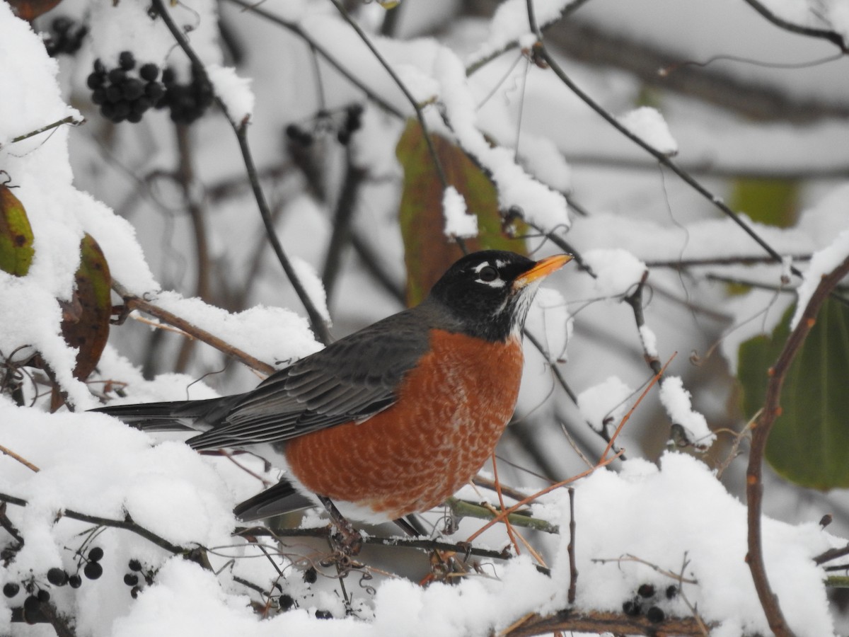 Wanderdrossel - ML646257546