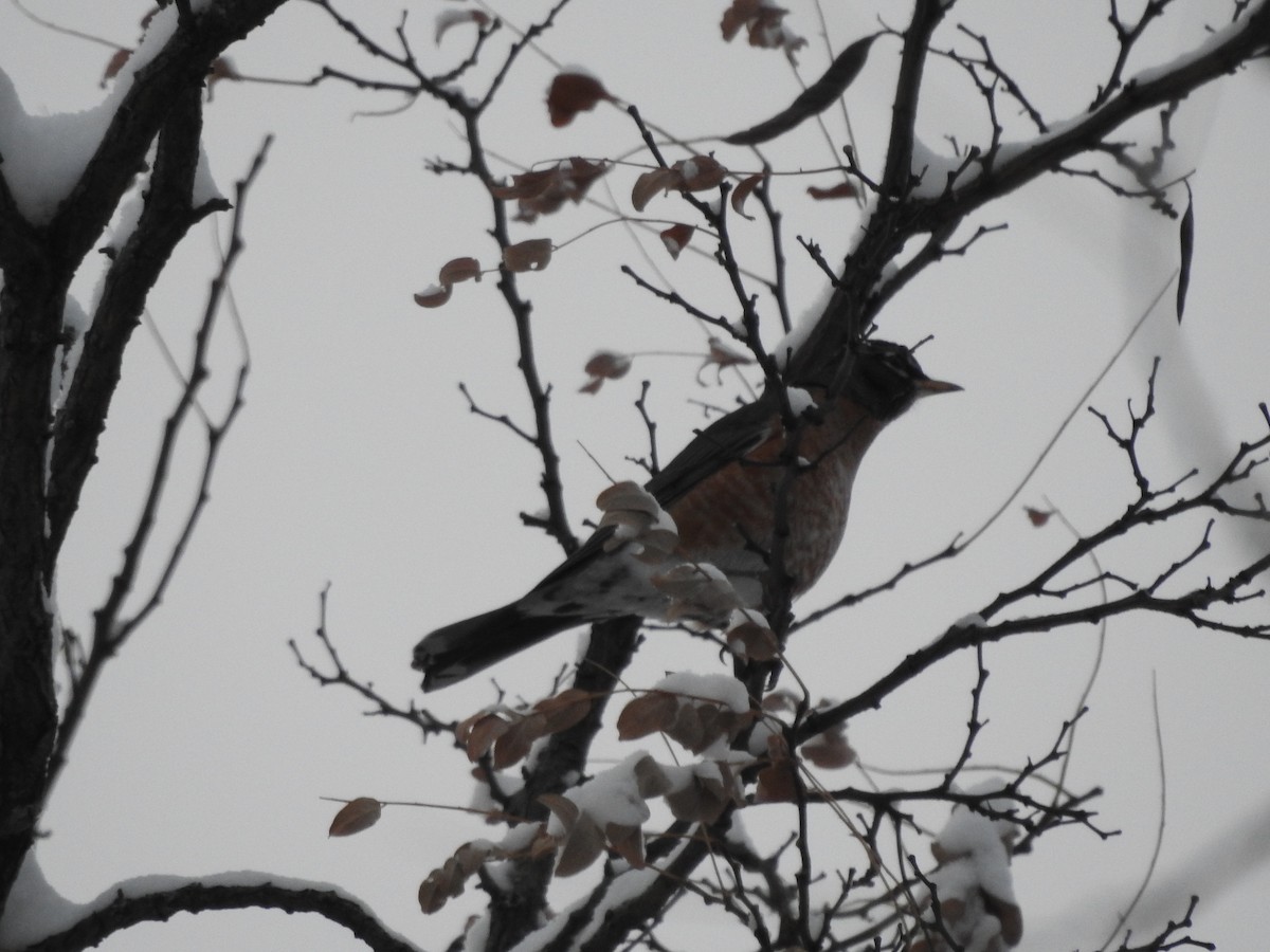 Wanderdrossel - ML646257547