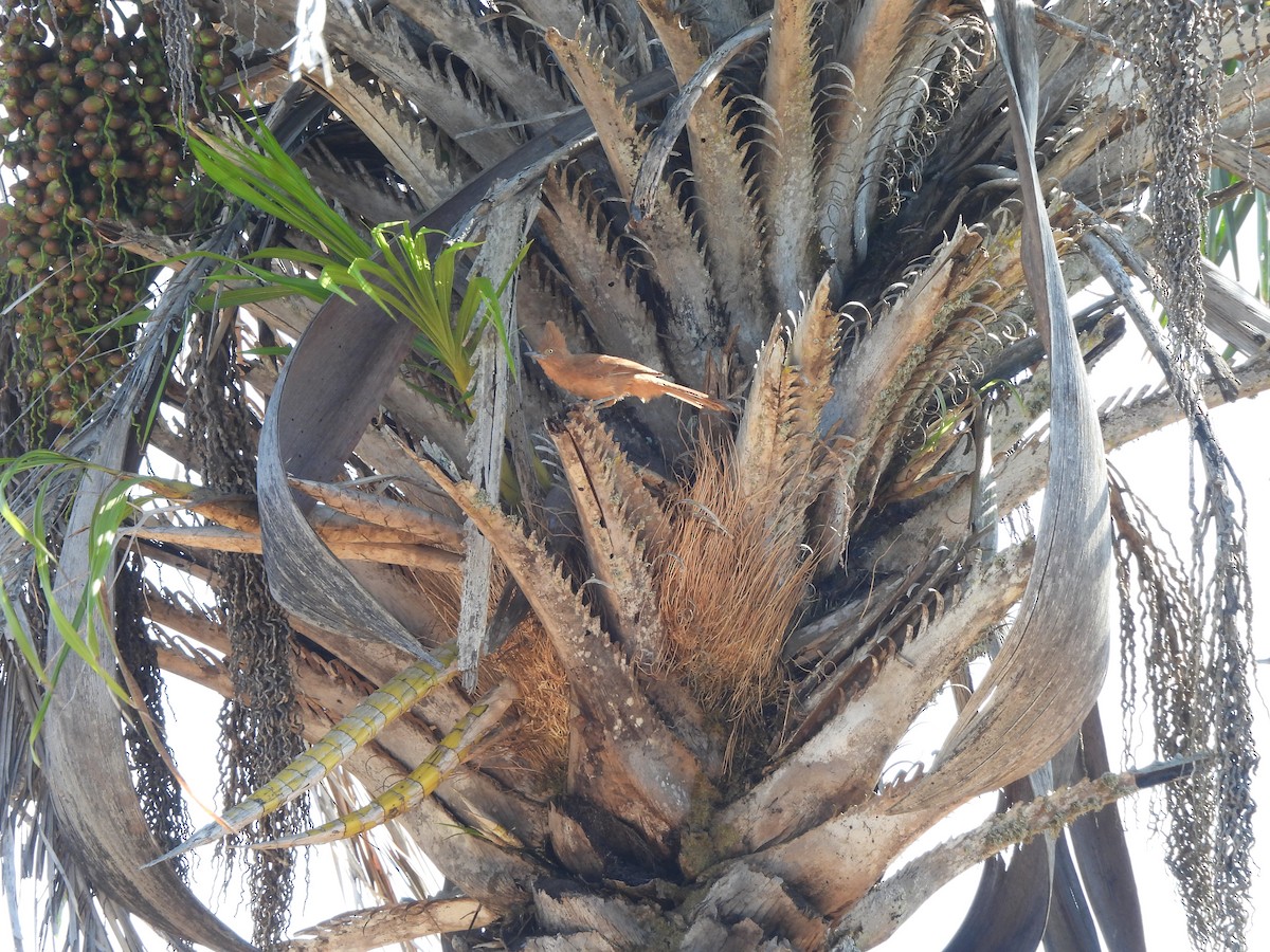 Zimthaubenläufer - ML646257548