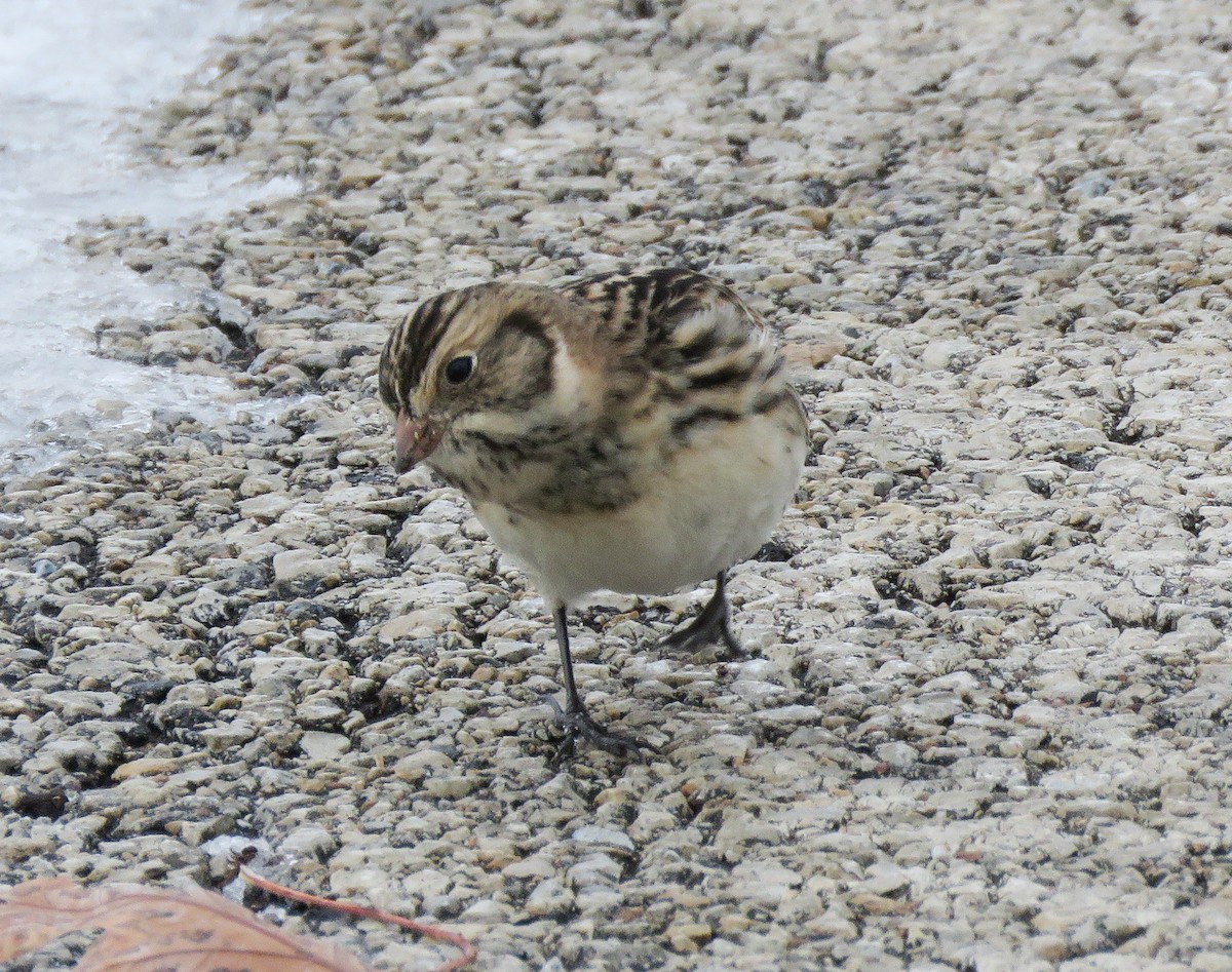 Spornammer - ML646257549