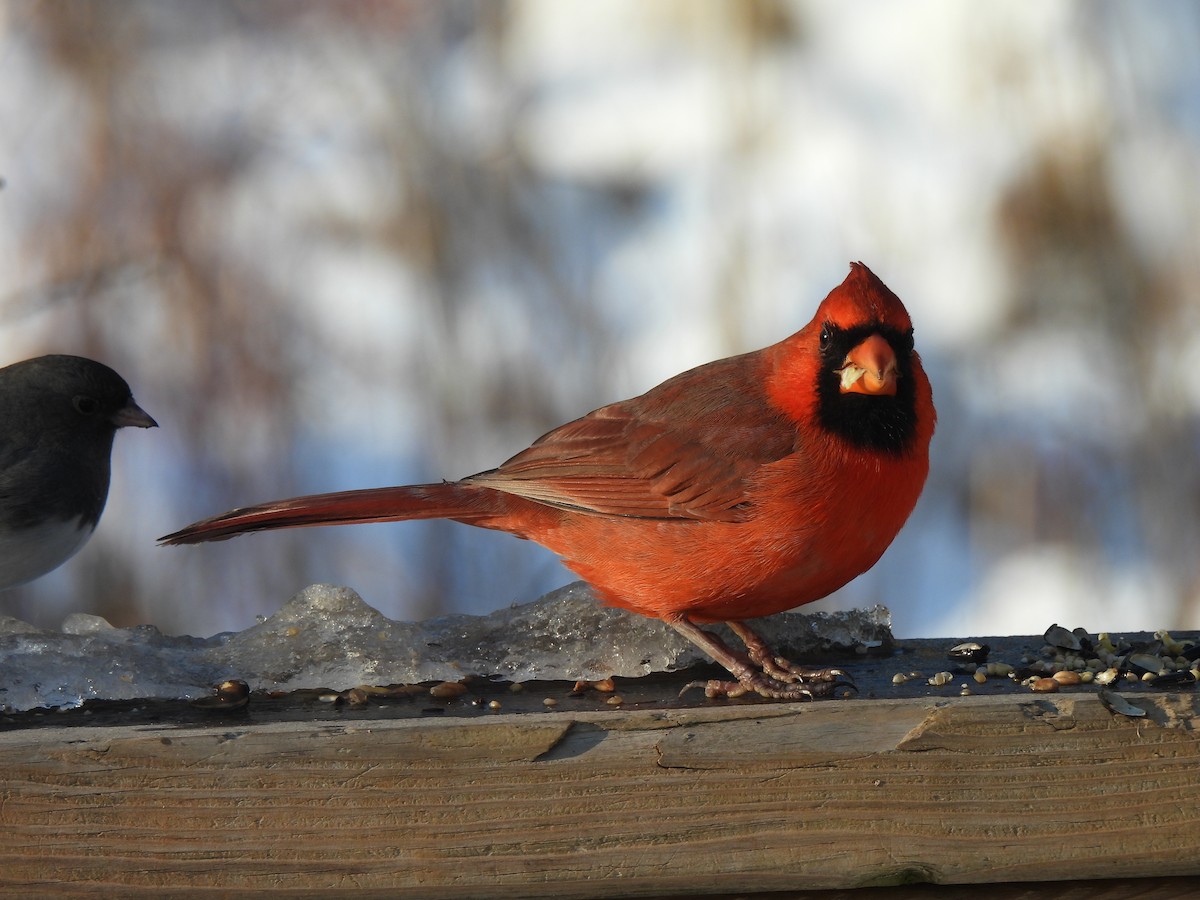 Rotkardinal - ML646257550