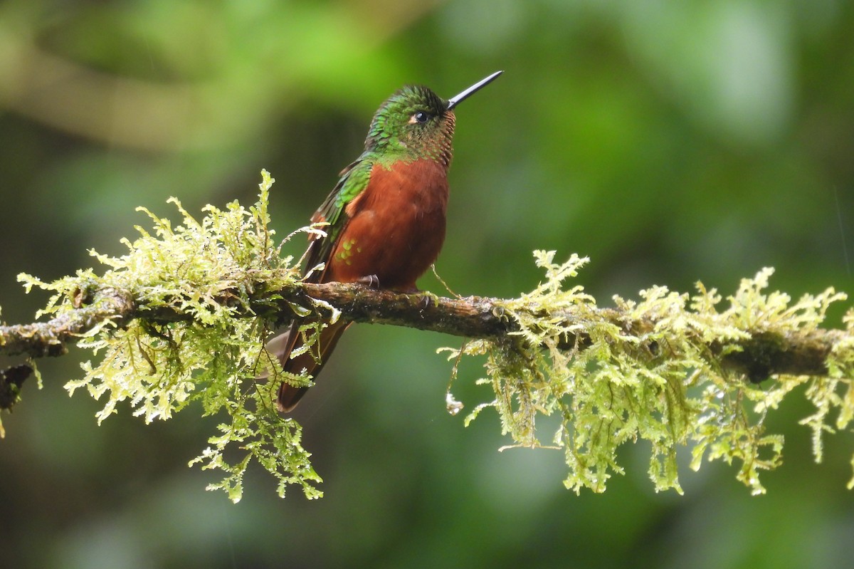 Rotbauchkolibri - ML646257552