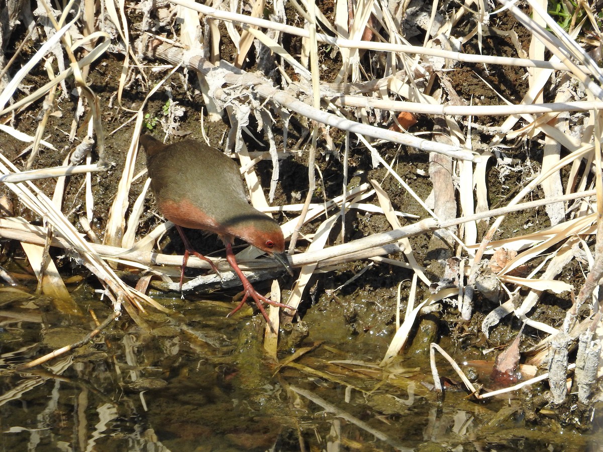 Zimtsumpfhuhn - ML646257554