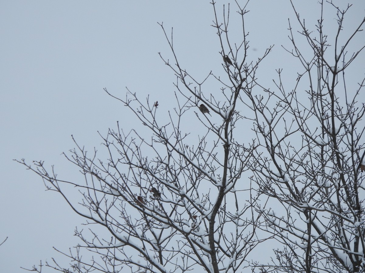 Hausgimpel - ML646257555