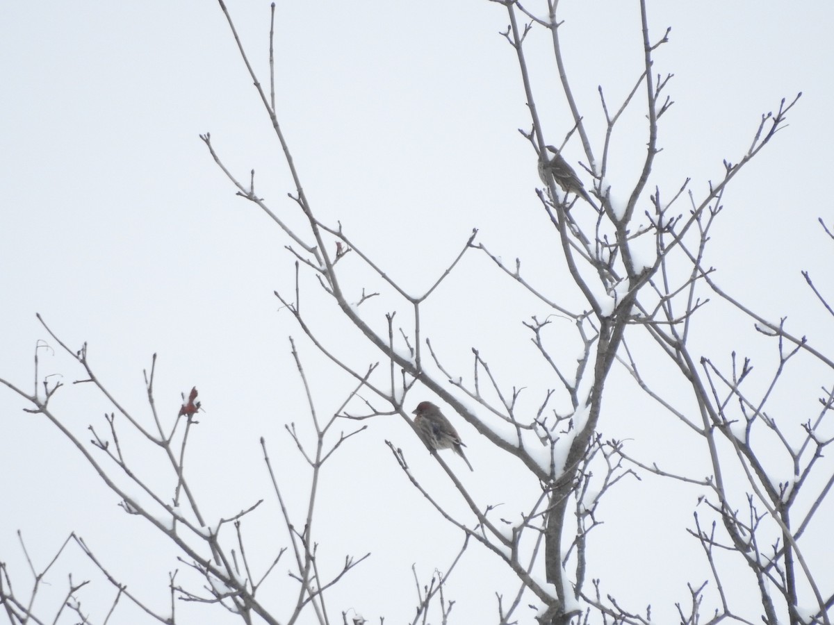 Hausgimpel - ML646257556