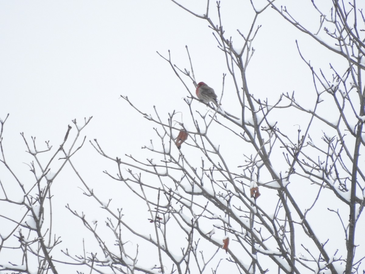 Hausgimpel - ML646257557