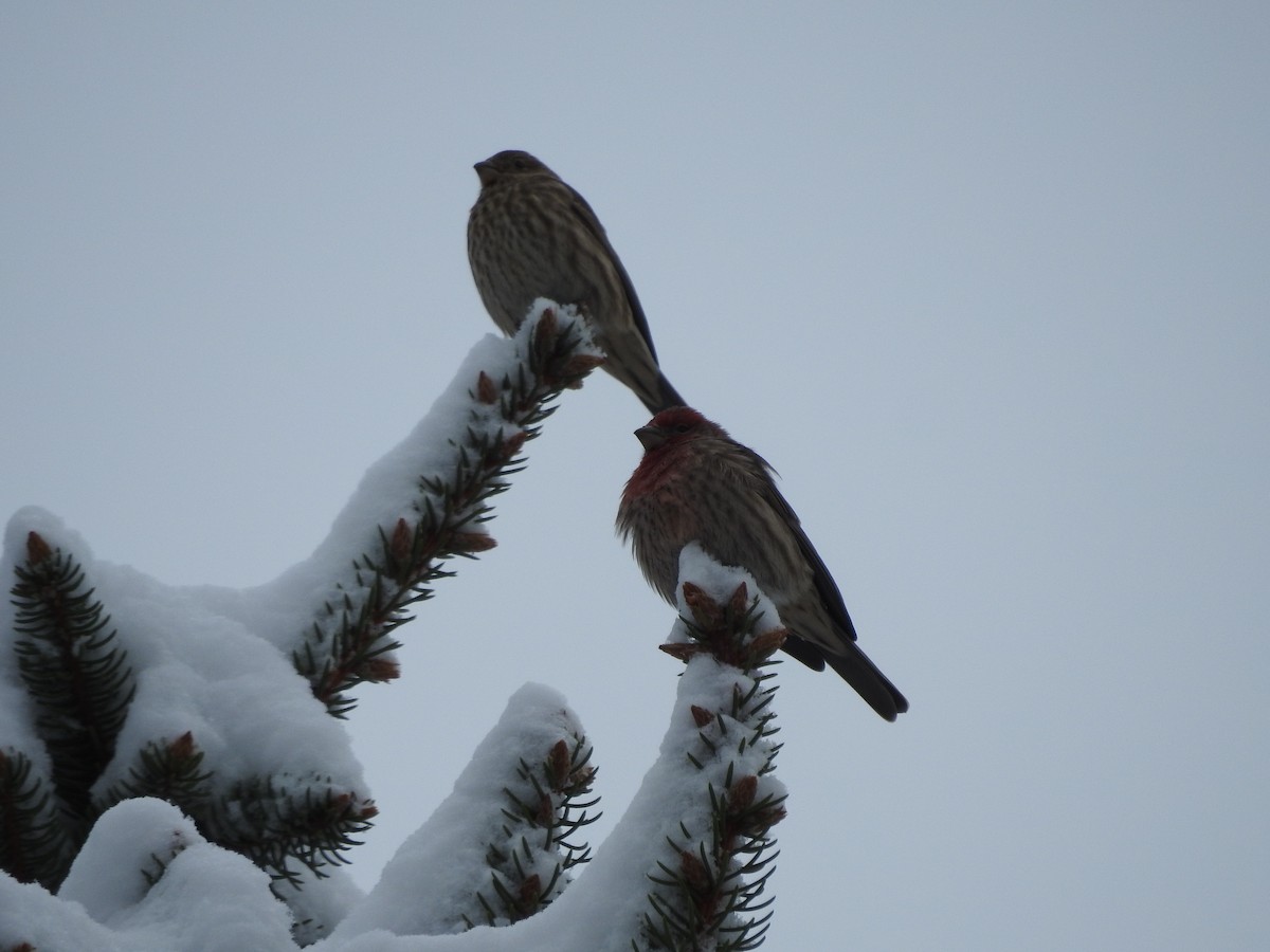 Hausgimpel - ML646257558