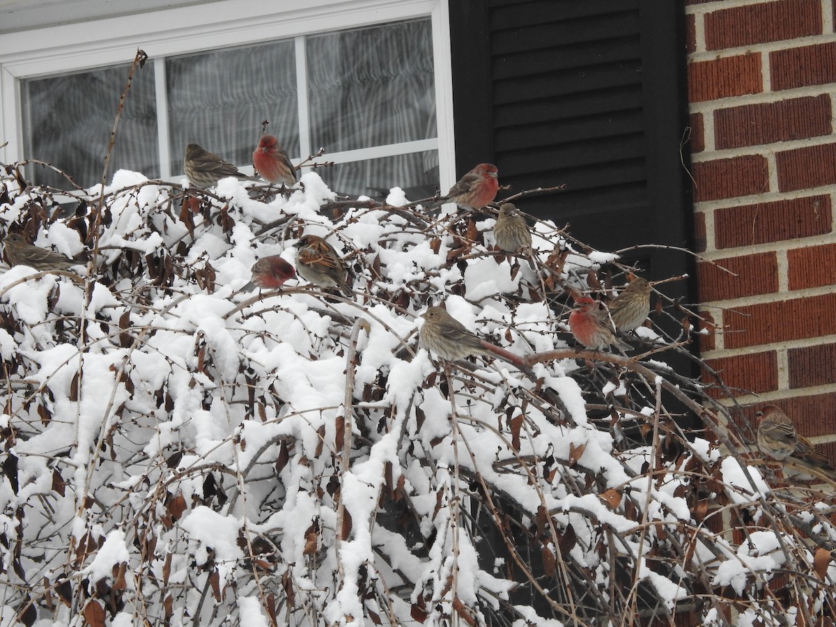 Hausgimpel - ML646257559