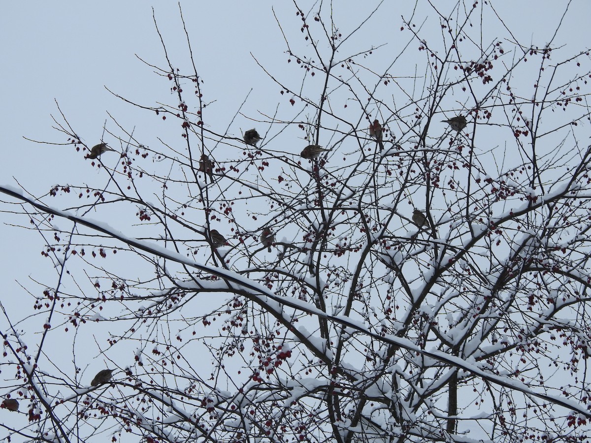 Hausgimpel - ML646257560