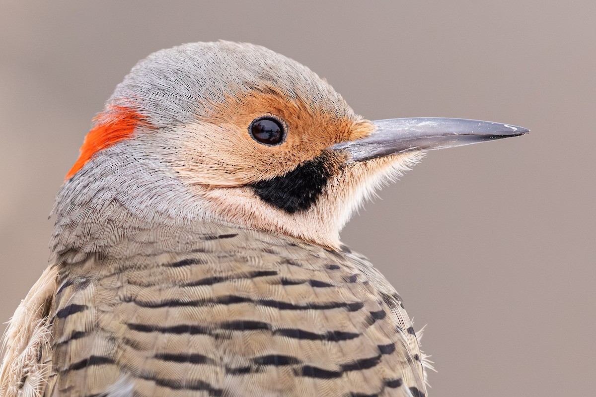 Goldspecht - ML646257561