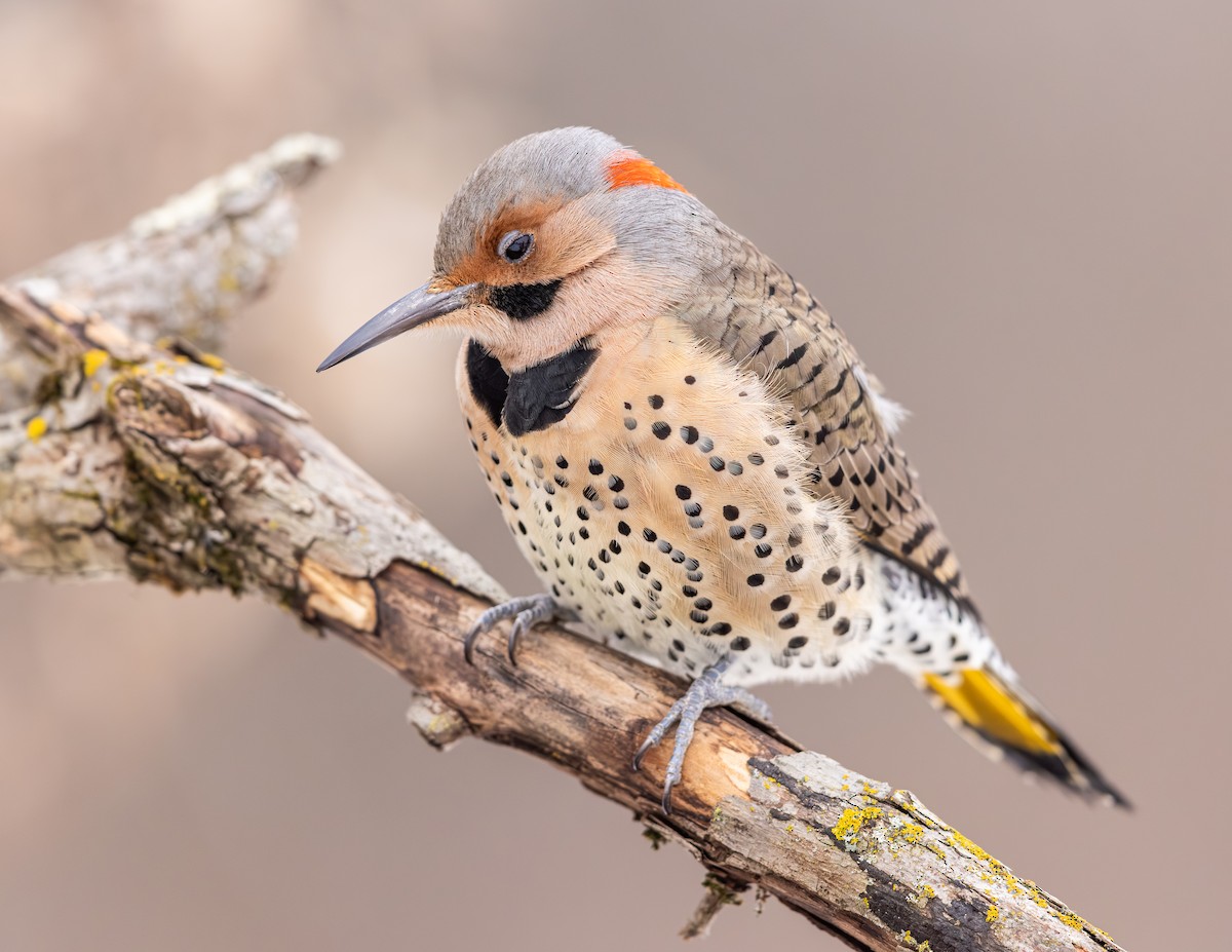 Goldspecht - ML646257562