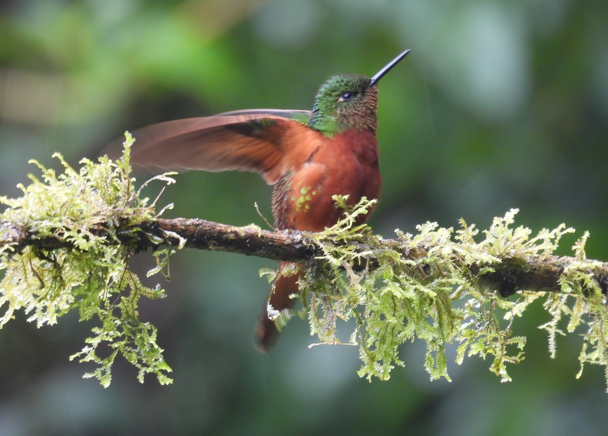 Rotbauchkolibri - ML646257563