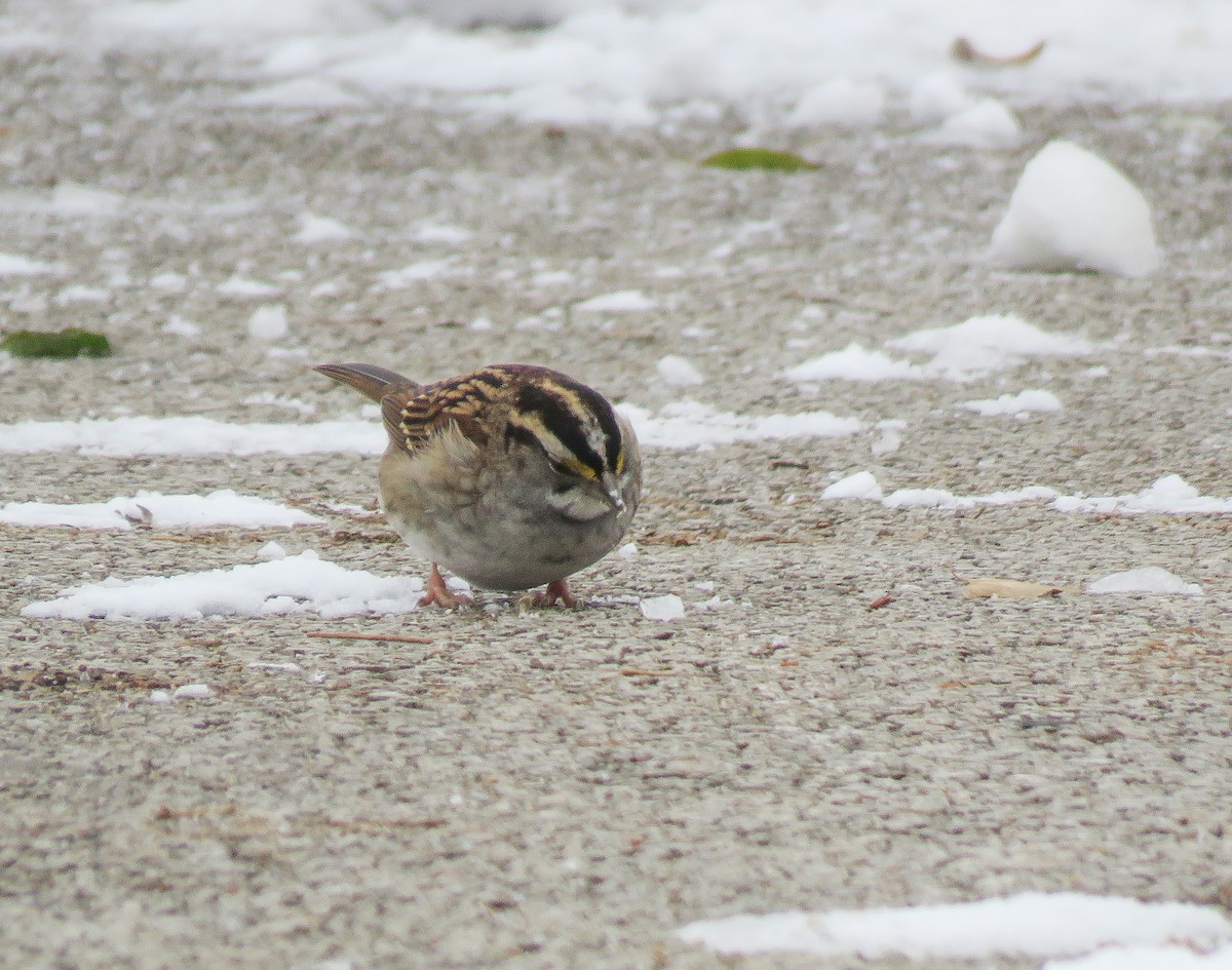 Weißkehlammer - ML646257565