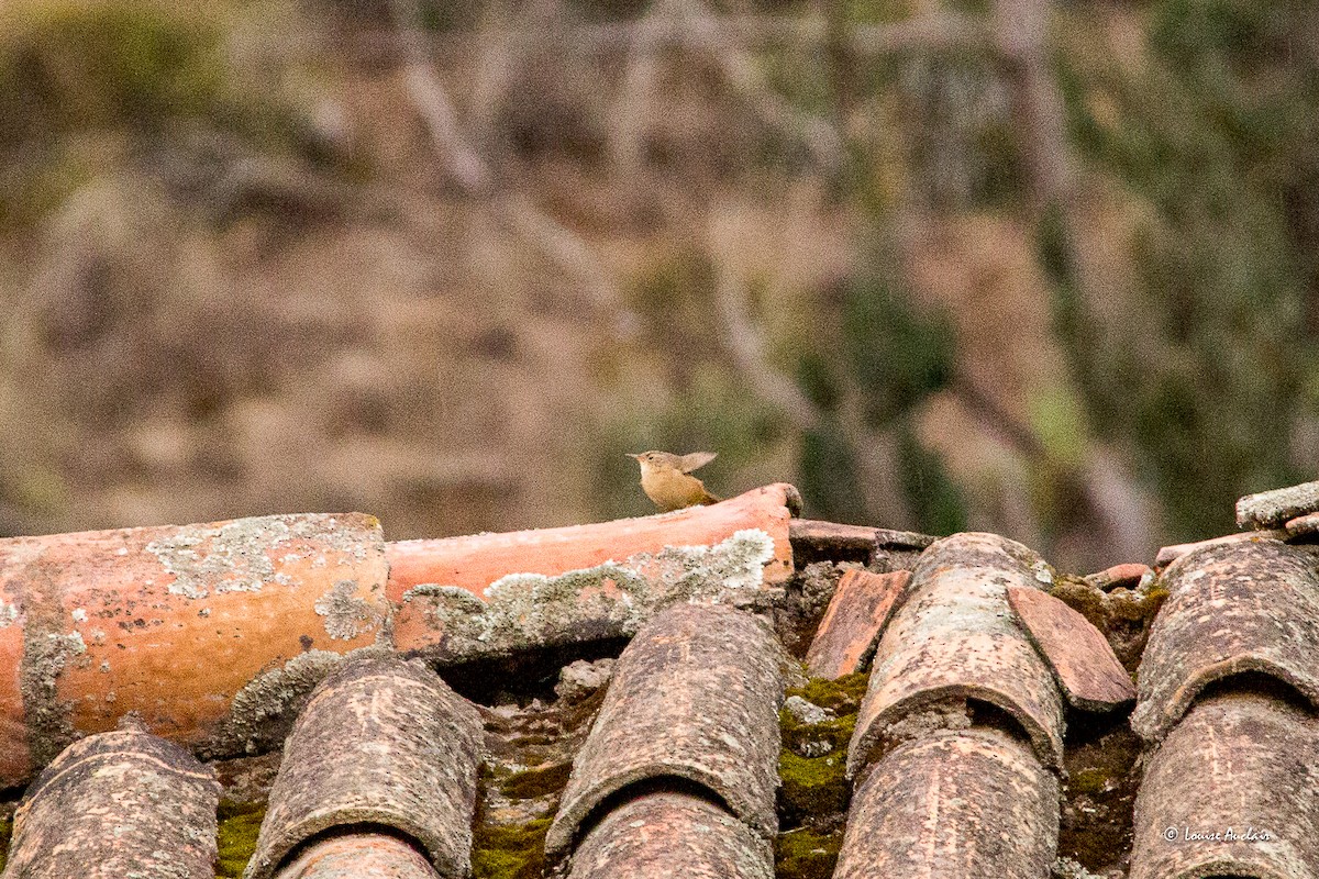 Southern House Wren - ML646257566
