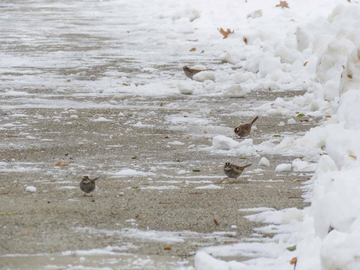 Weißkehlammer - ML646257567