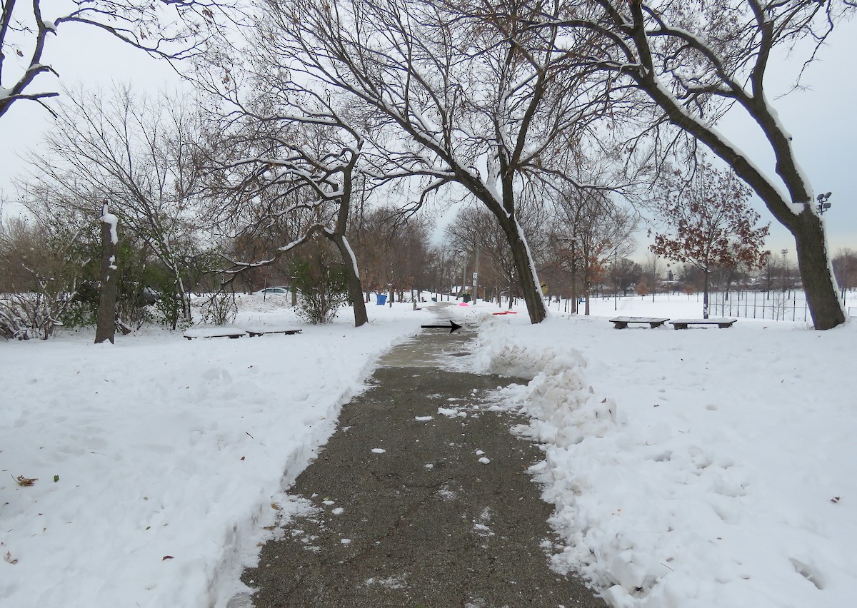 Weißkehlammer - ML646257571