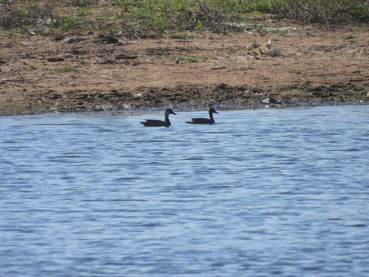 Amazonasente - ML646257572