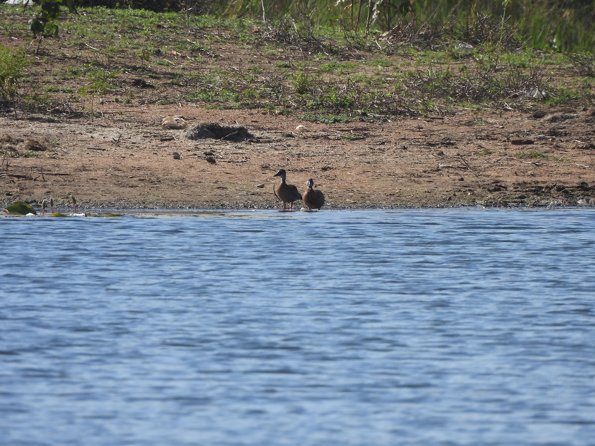 Amazonasente - ML646257573