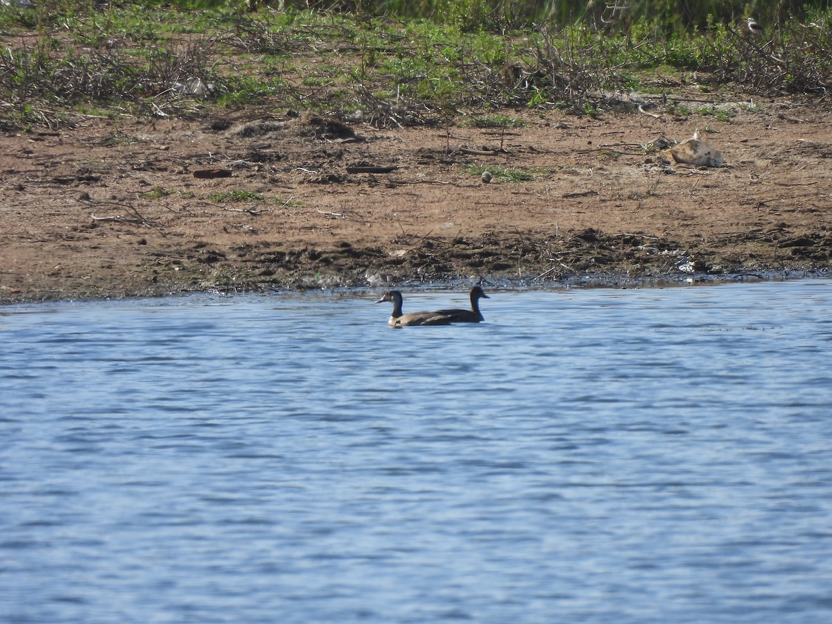 Amazonasente - ML646257574