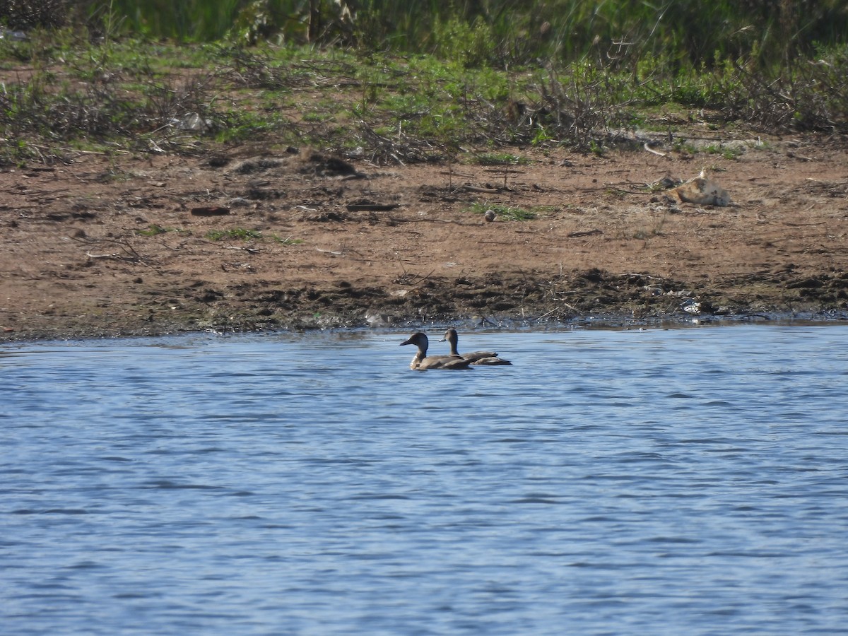 Amazonasente - ML646257576