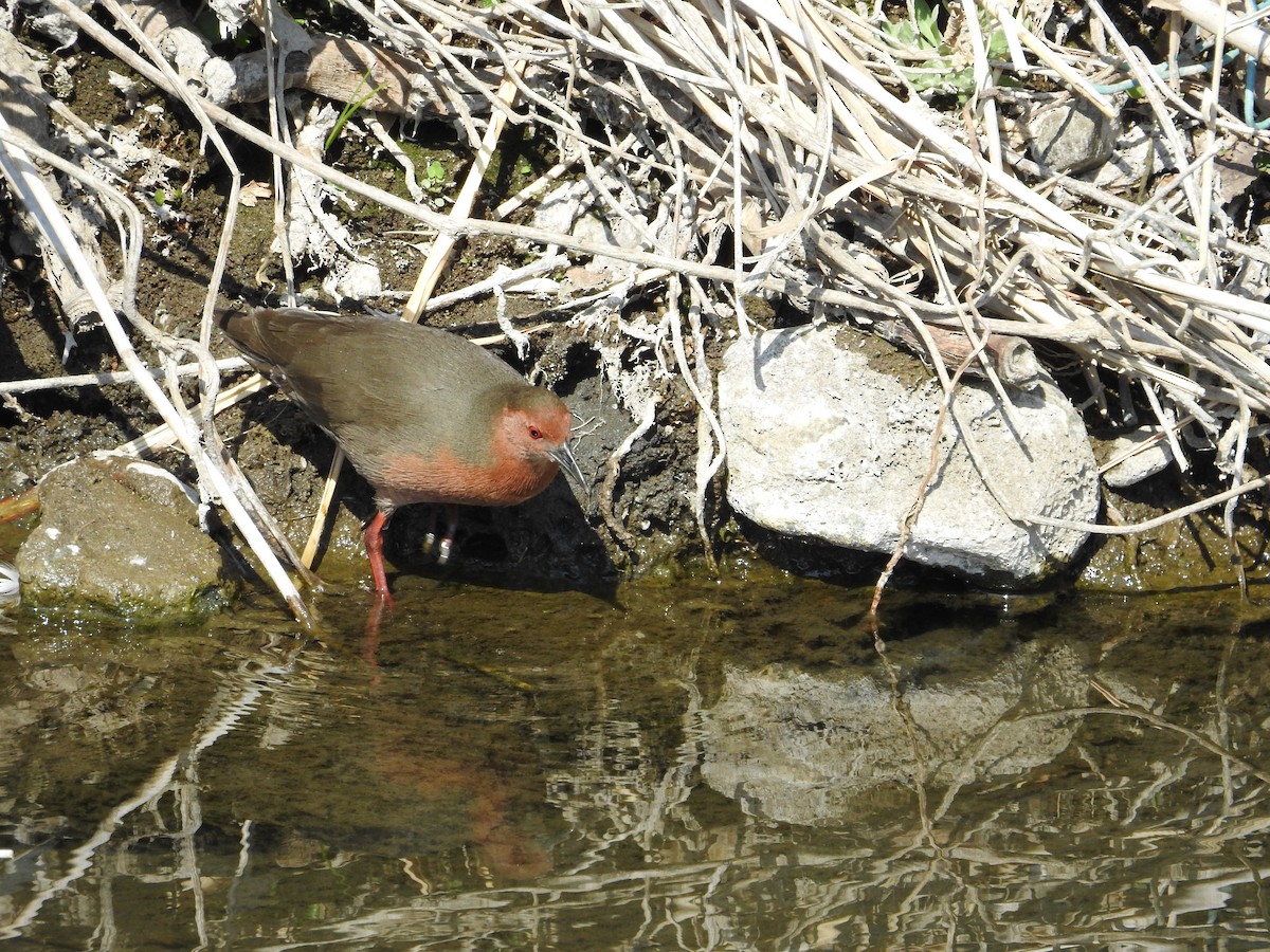 Ruddy-breasted Crake - ML646257583