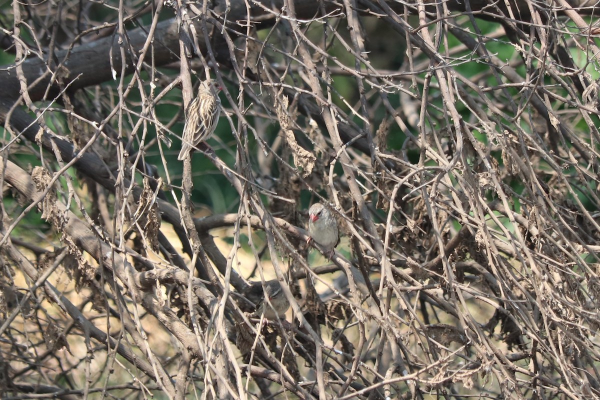 Red-billed Quelea - ML646257584