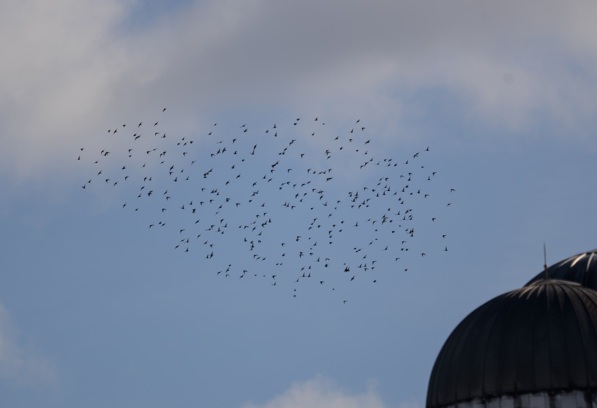 European Starling - ML646257596