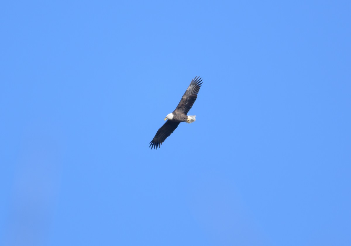 Bald Eagle - ML646257601