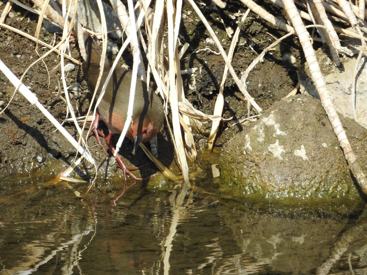 Ruddy-breasted Crake - ML646257624