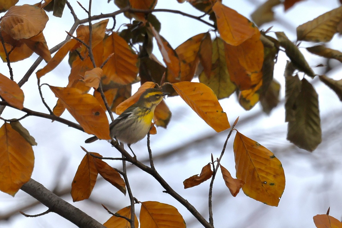 Townsend's Warbler - ML646257628