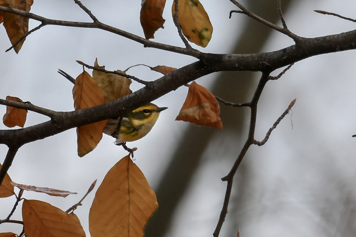 Townsend's Warbler - ML646257631