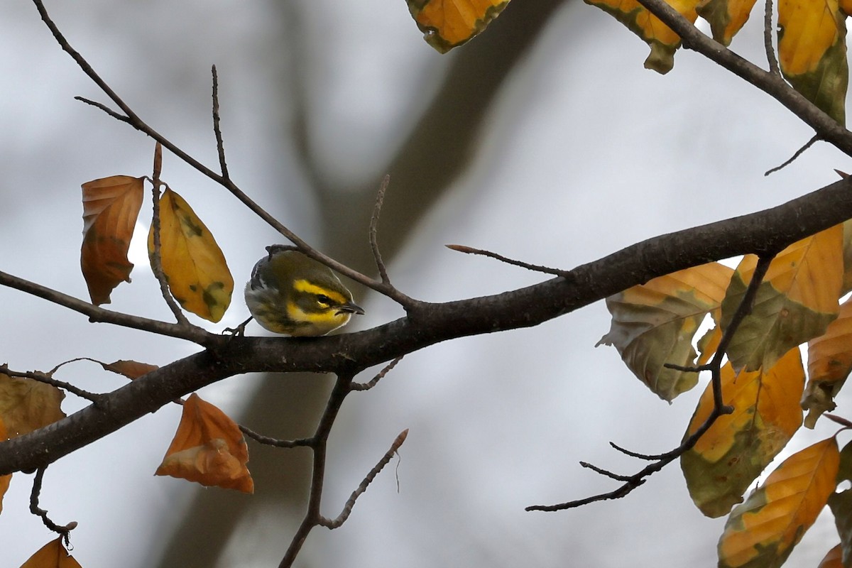Townsend's Warbler - ML646257632