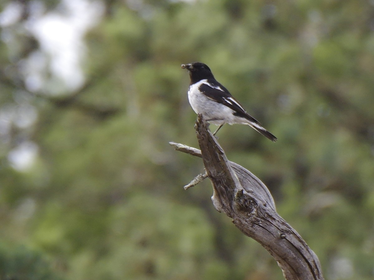 kutteflueskvett - ML646257639