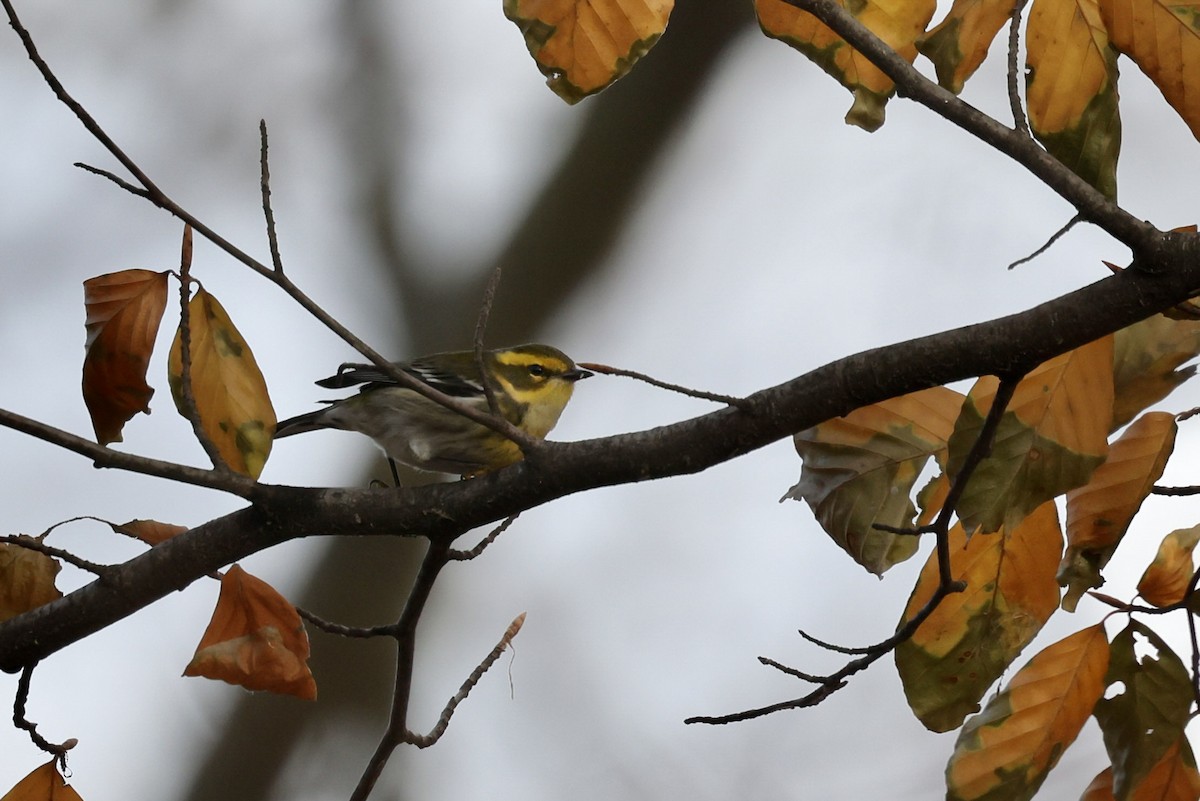 Townsend's Warbler - ML646257641