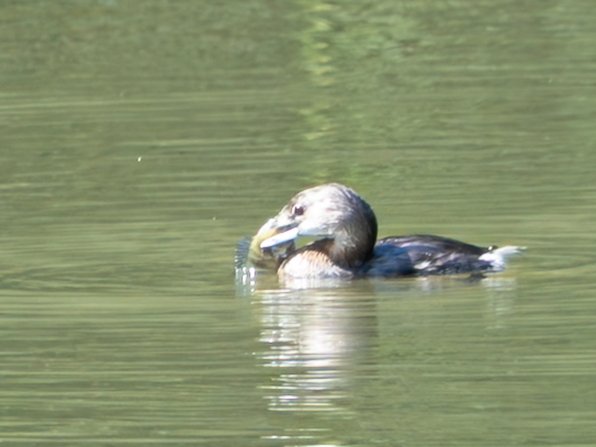 Pied-billed Grebe - ML646257643