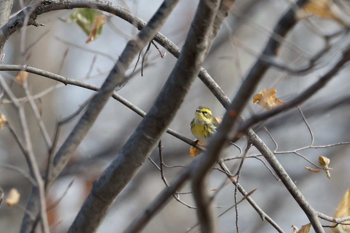 Townsend's Warbler - ML646257644
