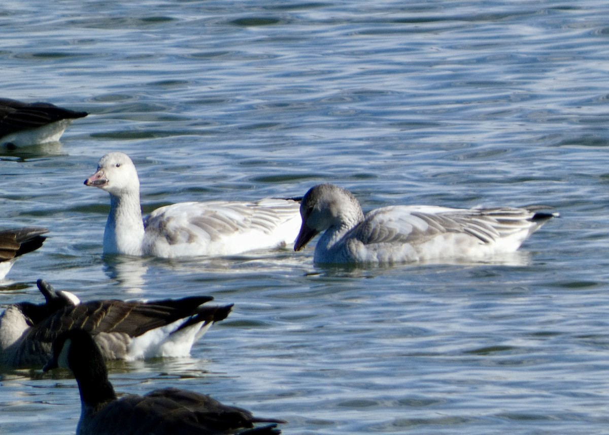 Snow Goose - ML646257645