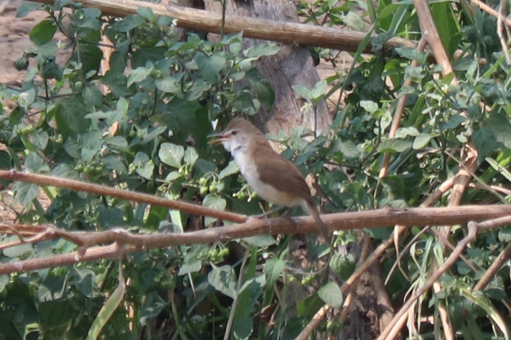 Lesser Swamp Warbler - ML646257653