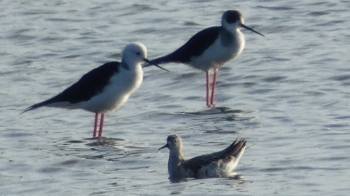 shorebird sp. - ML646257656