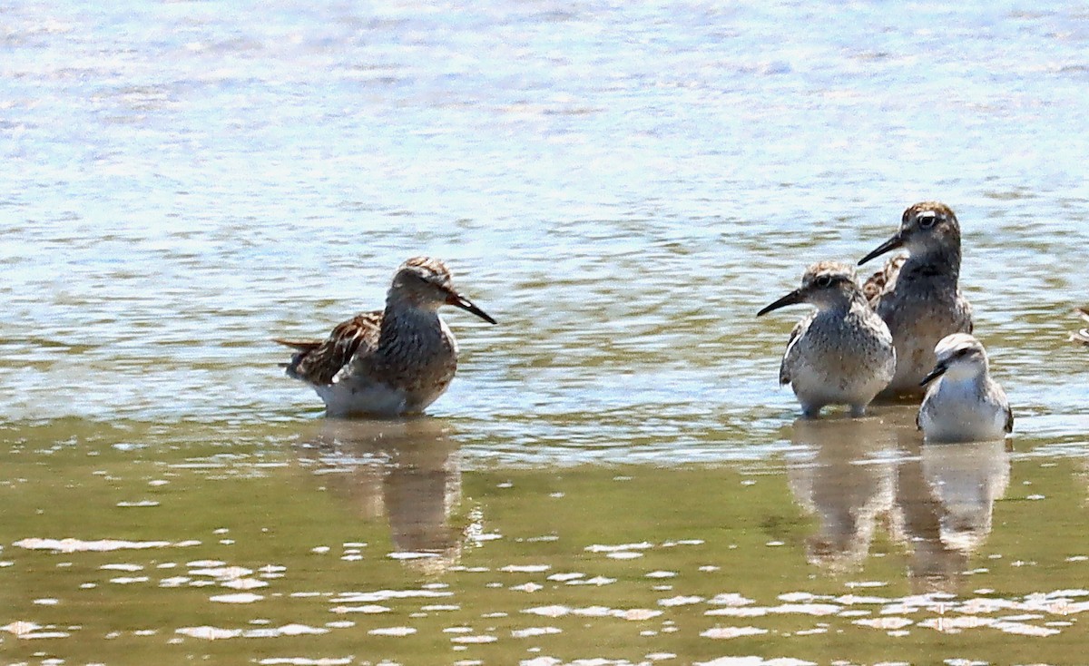 Дутыш - ML646257657