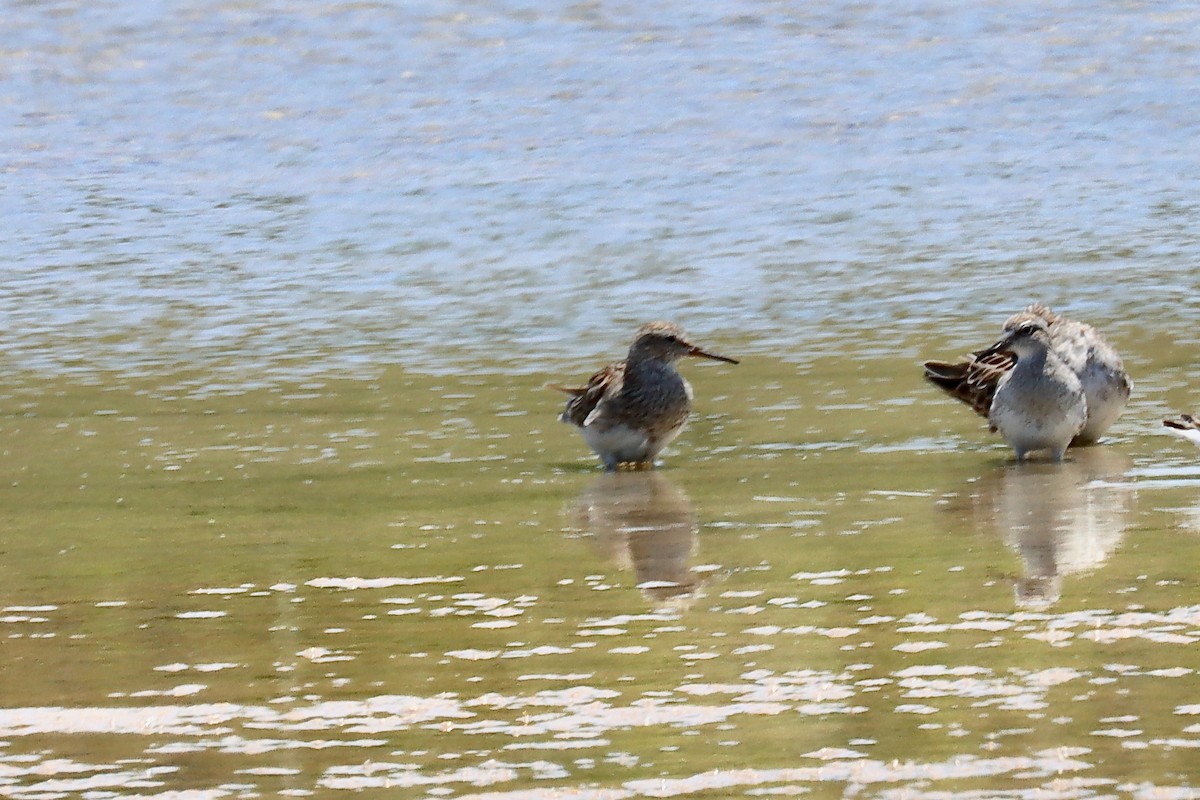 Дутыш - ML646257658