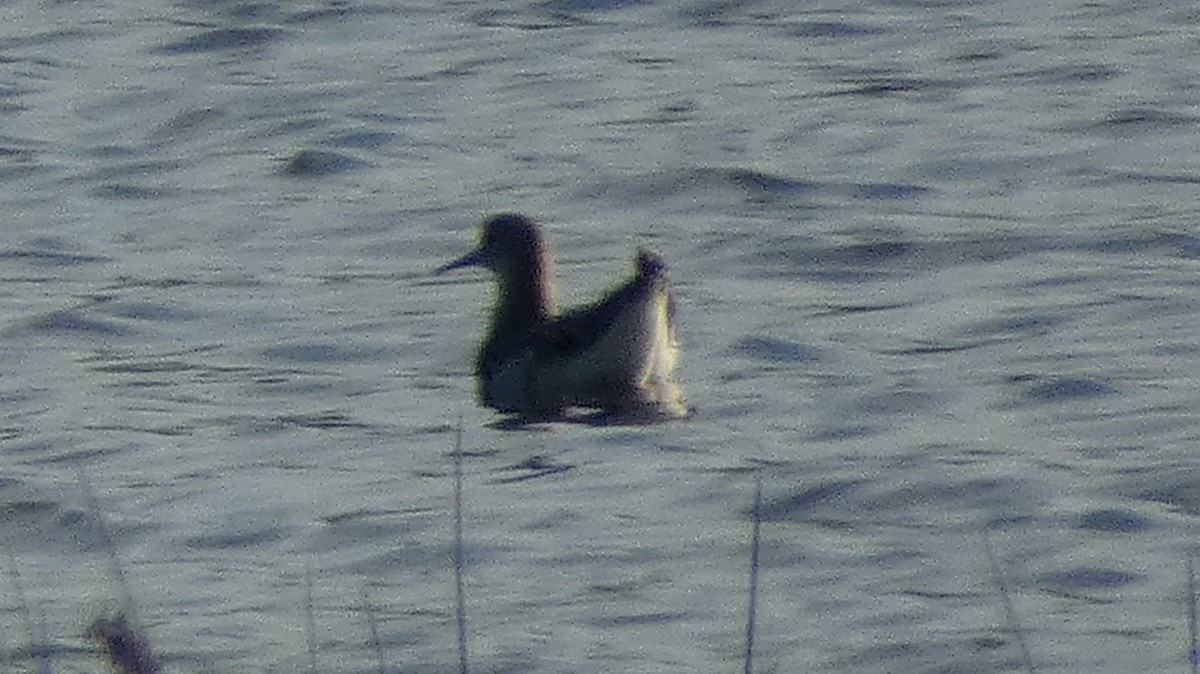 shorebird sp. - ML646257685