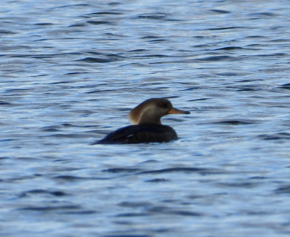 Hooded Merganser - ML646257694